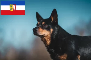 Mehr über den Artikel erfahren Lancashire Heeler Züchter und Welpen in Schleswig-Holstein