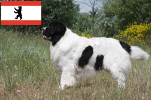 Mehr über den Artikel erfahren Landseer Züchter und Welpen in Berlin