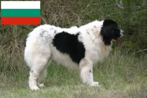 Mehr über den Artikel erfahren Landseer Züchter und Welpen in Bulgarien