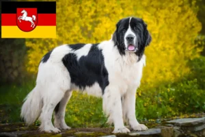 Mehr über den Artikel erfahren Landseer Züchter und Welpen in Niedersachsen