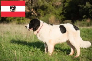 Mehr über den Artikel erfahren Landseer Züchter und Welpen in Österreich