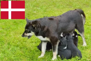 Mehr über den Artikel erfahren Lappländischer Rentierhund Züchter und Welpen in Dänemark