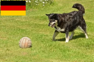 Mehr über den Artikel erfahren Lappländischer Rentierhund Züchter und Welpen in Deutschland