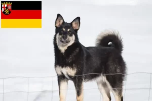 Mehr über den Artikel erfahren Lappländischer Rentierhund Züchter und Welpen in Rheinland-Pfalz