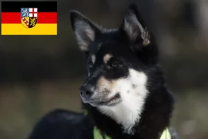 Mehr über den Artikel erfahren Lappländischer Rentierhund Züchter und Welpen im Saarland