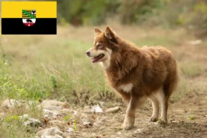 Mehr über den Artikel erfahren Lappländischer Rentierhund Züchter und Welpen in Sachsen-Anhalt