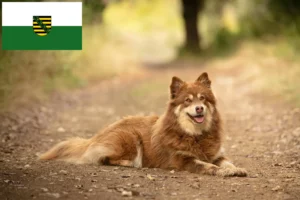 Mehr über den Artikel erfahren Lappländischer Rentierhund Züchter und Welpen in Sachsen