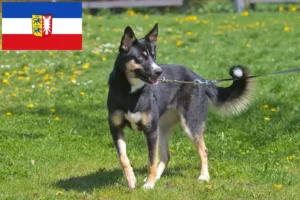 Mehr über den Artikel erfahren Lappländischer Rentierhund Züchter und Welpen in Schleswig-Holstein