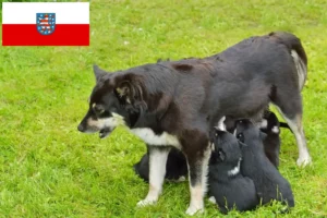 Mehr über den Artikel erfahren Lappländischer Rentierhund Züchter und Welpen in Thüringen