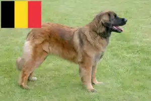 Mehr über den Artikel erfahren Leonberger Züchter und Welpen in Belgien