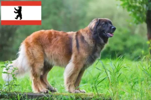 Mehr über den Artikel erfahren Leonberger Züchter und Welpen in Berlin