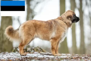 Mehr über den Artikel erfahren Leonberger Züchter und Welpen in Estland