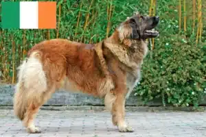 Mehr über den Artikel erfahren Leonberger Züchter und Welpen in Irland