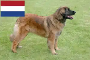 Mehr über den Artikel erfahren Leonberger Züchter und Welpen in den Niederlanden