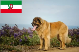 Mehr über den Artikel erfahren Leonberger Züchter und Welpen in Nordrhein-Westfalen