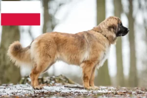 Mehr über den Artikel erfahren Leonberger Züchter und Welpen in Polen