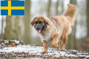 Mehr über den Artikel erfahren Leonberger Züchter und Welpen in Schweden