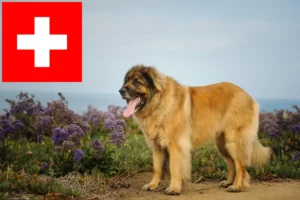 Mehr über den Artikel erfahren Leonberger Züchter und Welpen in der Schweiz