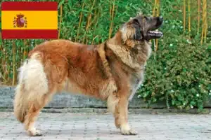 Mehr über den Artikel erfahren Leonberger Züchter und Welpen in Spanien