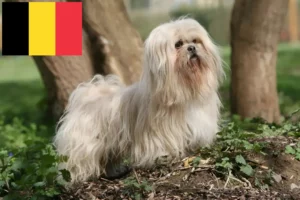 Mehr über den Artikel erfahren Lhasa Apso Züchter und Welpen in Belgien