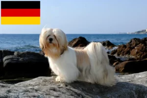 Mehr über den Artikel erfahren Lhasa Apso Züchter und Welpen in Deutschland