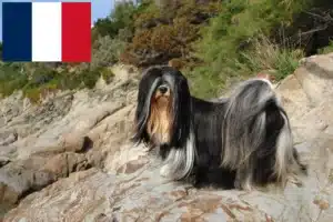 Mehr über den Artikel erfahren Lhasa Apso Züchter und Welpen in Frankreich