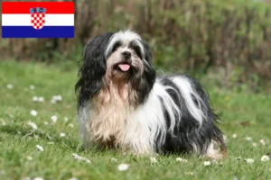 Mehr über den Artikel erfahren Lhasa Apso Züchter und Welpen in Kroatien