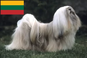 Mehr über den Artikel erfahren Lhasa Apso Züchter und Welpen in Litauen