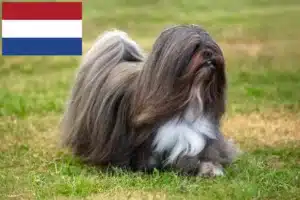 Mehr über den Artikel erfahren Lhasa Apso Züchter und Welpen in den Niederlanden