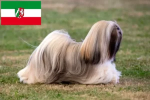 Mehr über den Artikel erfahren Lhasa Apso Züchter und Welpen in Nordrhein-Westfalen