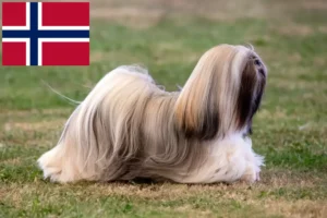 Mehr über den Artikel erfahren Lhasa Apso Züchter und Welpen in Norwegen