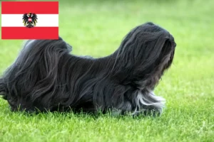 Mehr über den Artikel erfahren Lhasa Apso Züchter und Welpen in Österreich