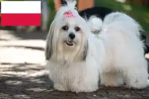 Mehr über den Artikel erfahren Lhasa Apso Züchter und Welpen in Polen