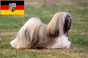 Mehr über den Artikel erfahren Lhasa Apso Züchter und Welpen im Saarland