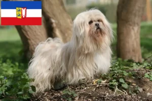 Mehr über den Artikel erfahren Lhasa Apso Züchter und Welpen in Schleswig-Holstein