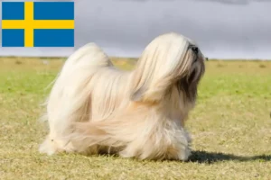 Mehr über den Artikel erfahren Lhasa Apso Züchter und Welpen in Schweden