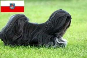 Mehr über den Artikel erfahren Lhasa Apso Züchter und Welpen in Thüringen