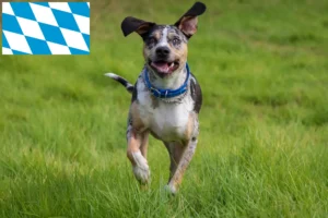 Mehr über den Artikel erfahren Louisiana Catahoula Leopard Dog Züchter und Welpen in Bayern