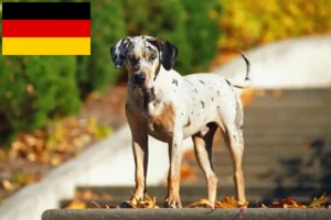 Mehr über den Artikel erfahren Louisiana Catahoula Leopard Dog Züchter und Welpen in Deutschland