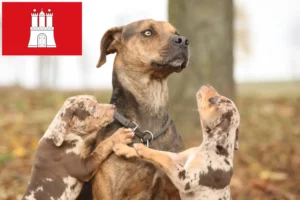 Mehr über den Artikel erfahren Louisiana Catahoula Leopard Dog Züchter und Welpen in Hamburg