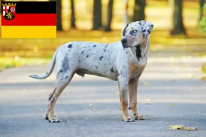 Mehr über den Artikel erfahren Louisiana Catahoula Leopard Dog Züchter und Welpen in Rheinland-Pfalz