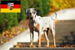 Mehr über den Artikel erfahren Louisiana Catahoula Leopard Dog Züchter und Welpen im Saarland