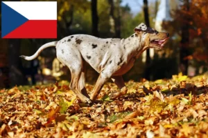 Mehr über den Artikel erfahren Louisiana Catahoula Leopard Dog Züchter und Welpen in Tschechien