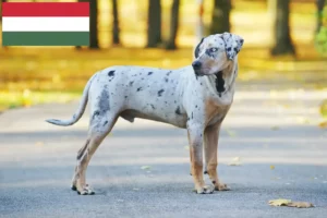Mehr über den Artikel erfahren Louisiana Catahoula Leopard Dog Züchter und Welpen in Ungarn