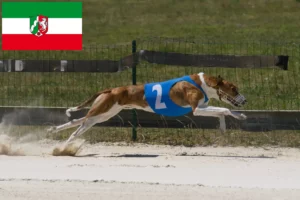 Mehr über den Artikel erfahren Magyar Agar Züchter und Welpen in Nordrhein-Westfalen