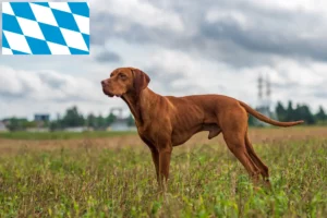 Mehr über den Artikel erfahren Magyar Vizsla Züchter und Welpen in Bayern