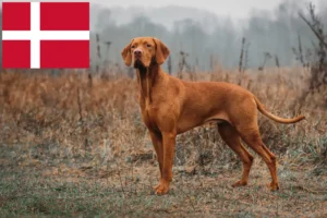 Mehr über den Artikel erfahren Magyar Vizsla Züchter und Welpen in Dänemark