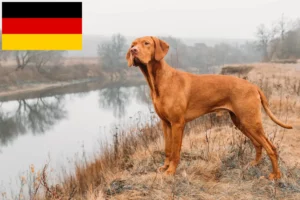 Mehr über den Artikel erfahren Magyar Vizsla Züchter und Welpen in Deutschland