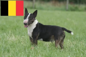 Mehr über den Artikel erfahren Miniature Bull Terrier Züchter und Welpen in Belgien