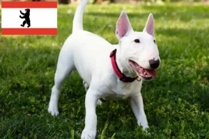 Mehr über den Artikel erfahren Miniature Bull Terrier Züchter und Welpen in Berlin